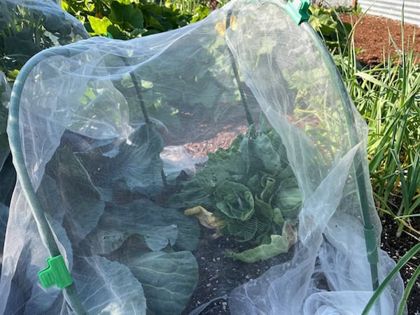 net protecting cabbage from moths