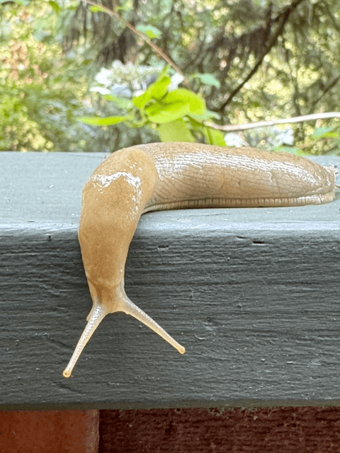 slug hanging over edge of deck rail