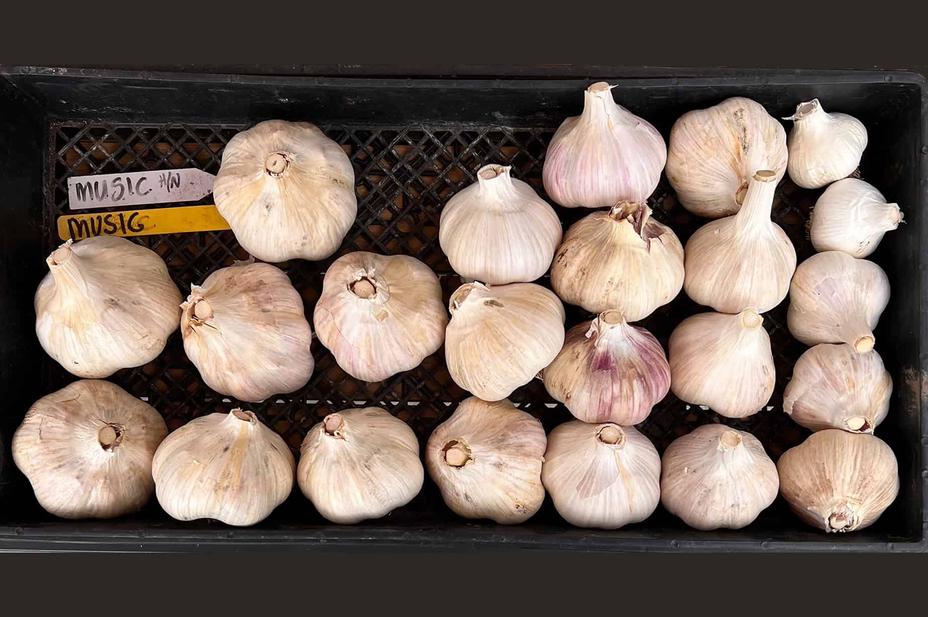 rows of cured garlic bulbs
