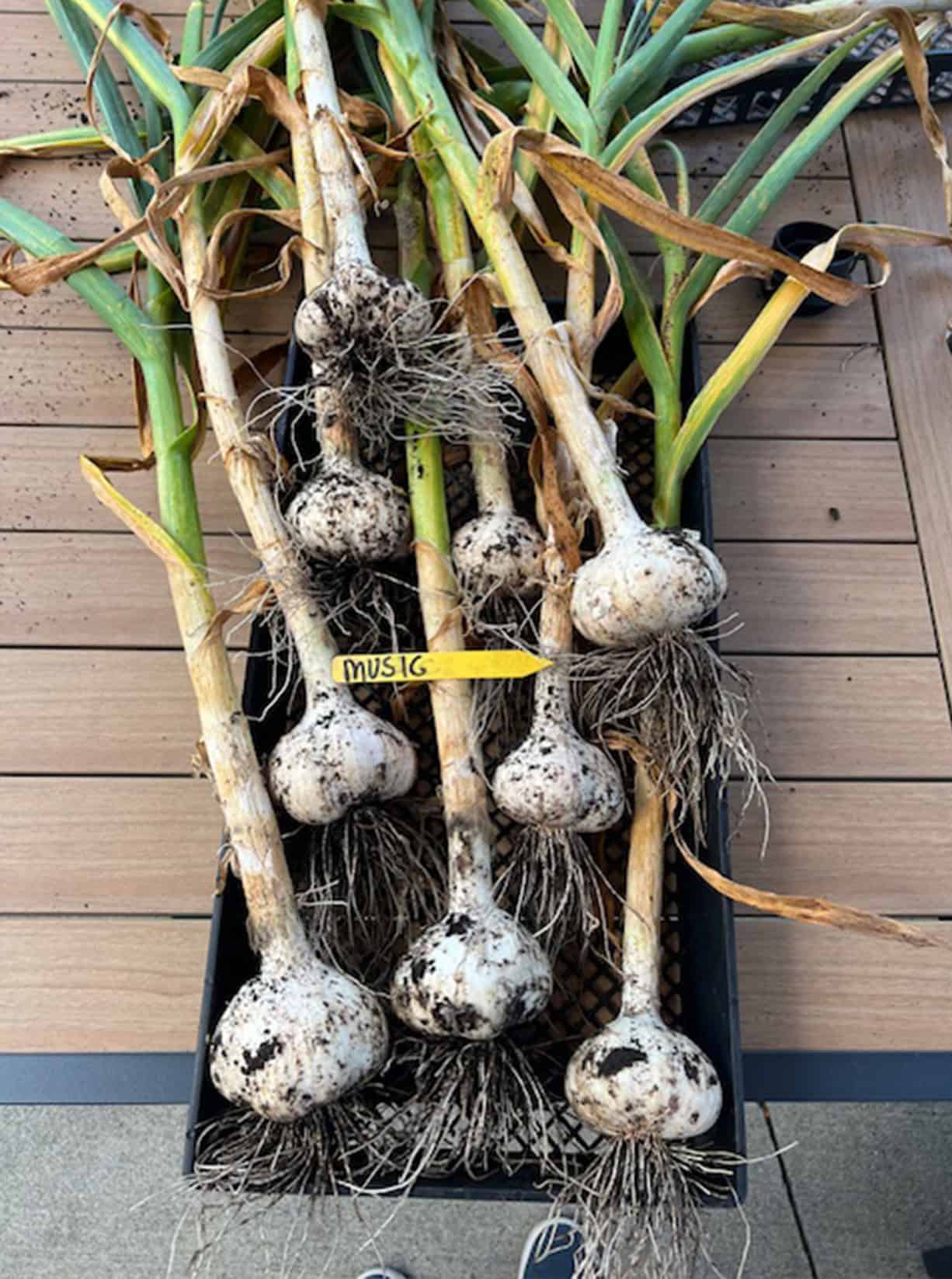 garlic bulbs on table with dirt around them