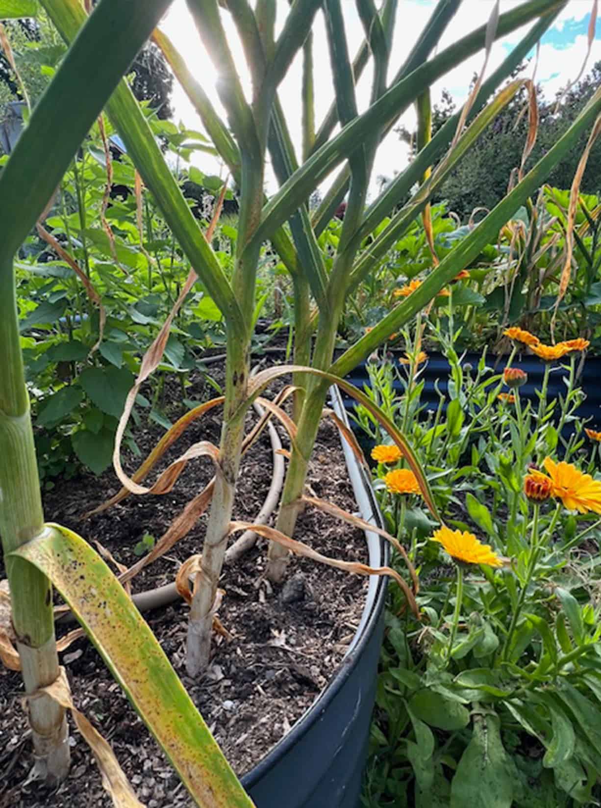 Garlic growing in garden beside marigolds.