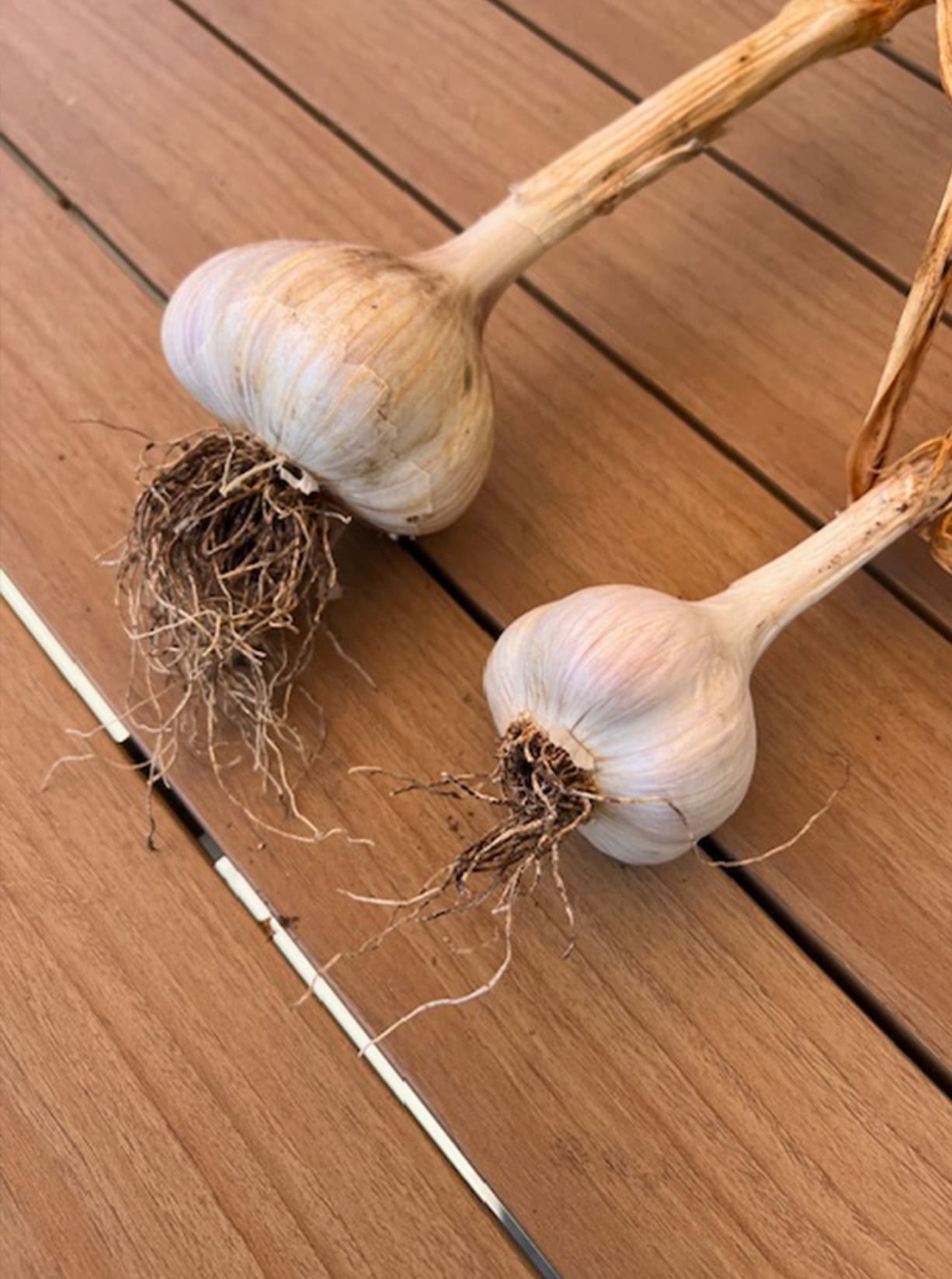 two garlic bulbs, one large, and one smaller