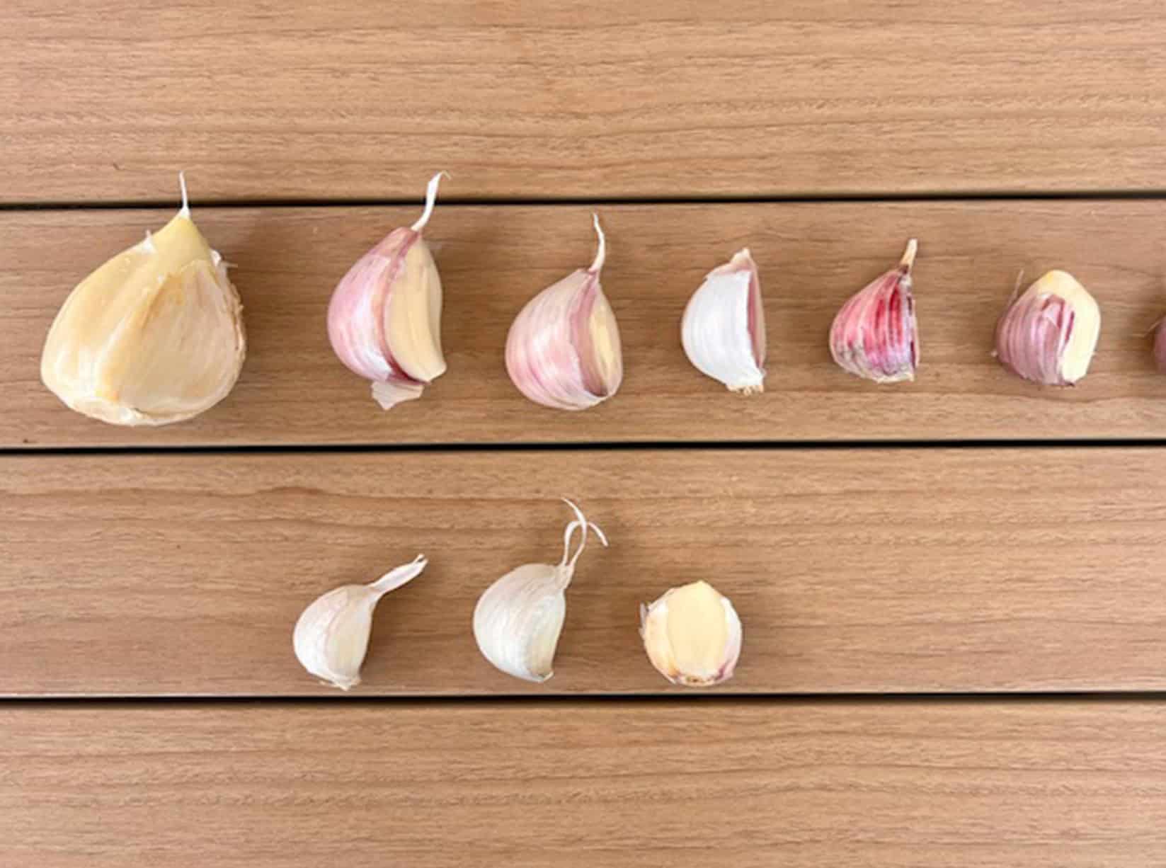 different varieties of garlic lined up by size