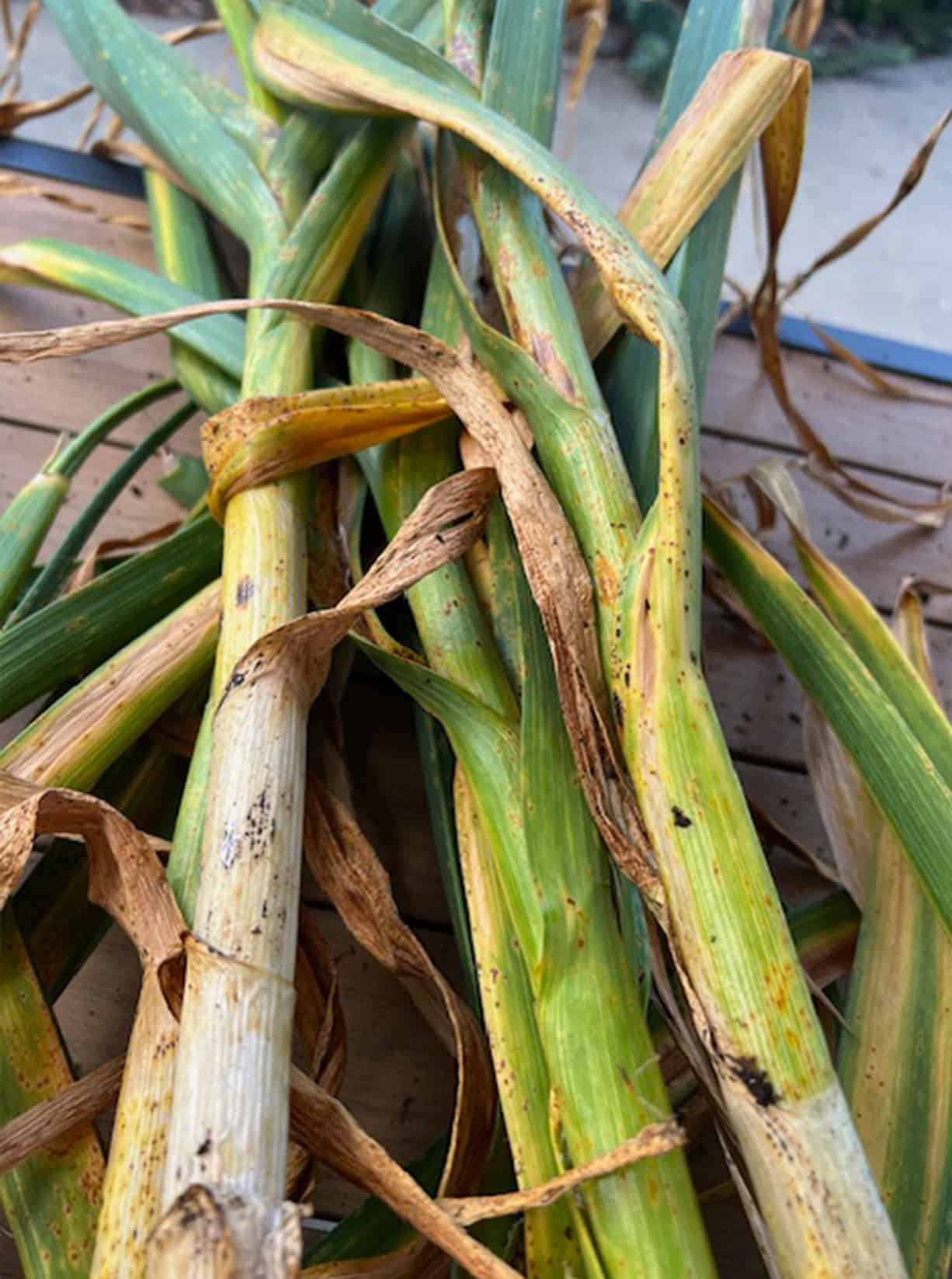 garlic bulb stalks