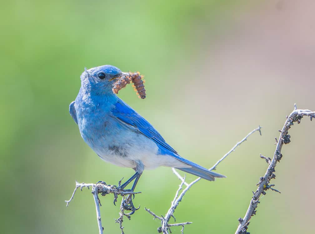 010326_horz-Pic 1 Blue bird standing on branch with worm in beer