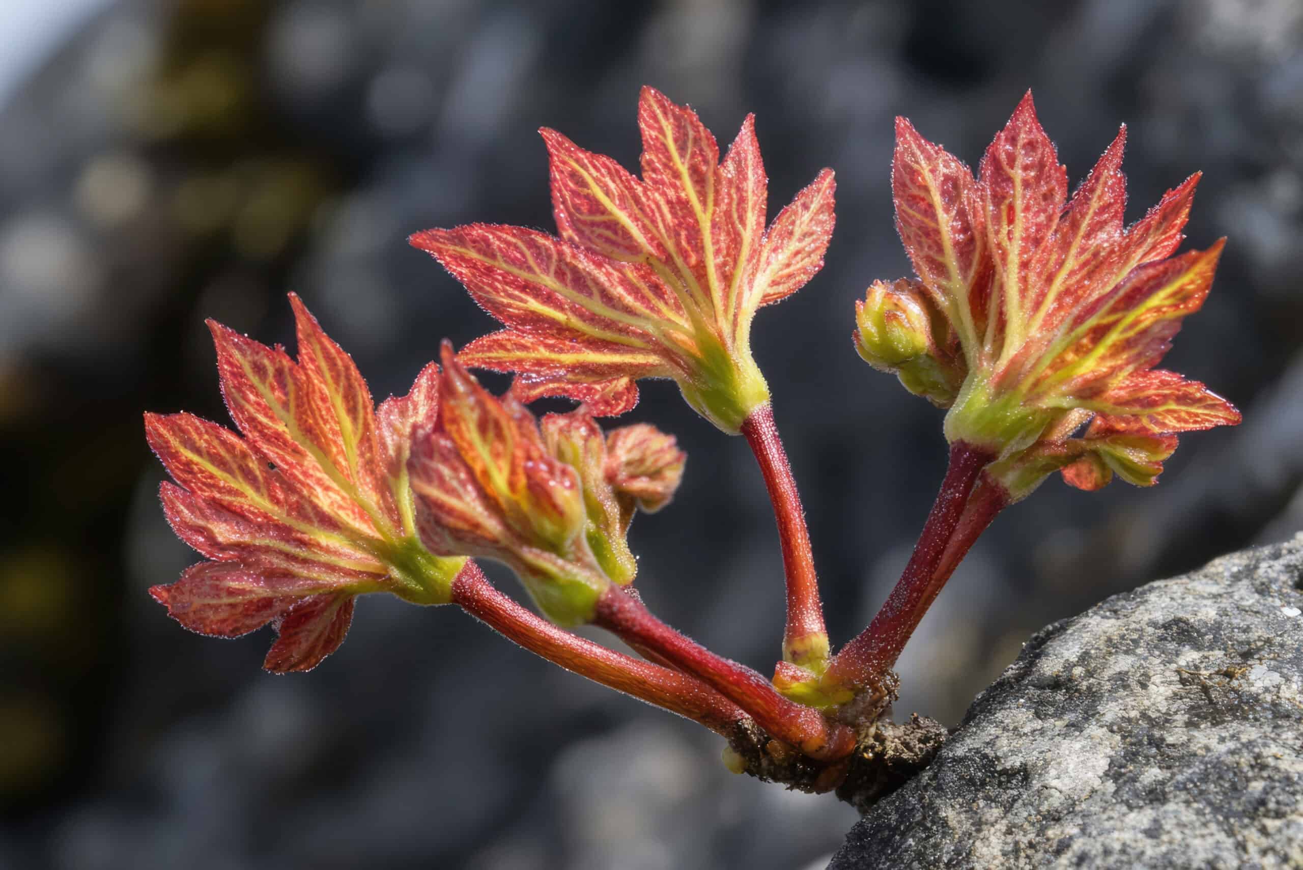 010326_horz-Pic 3b new leaves unfurling on small branches growing out of tree bark