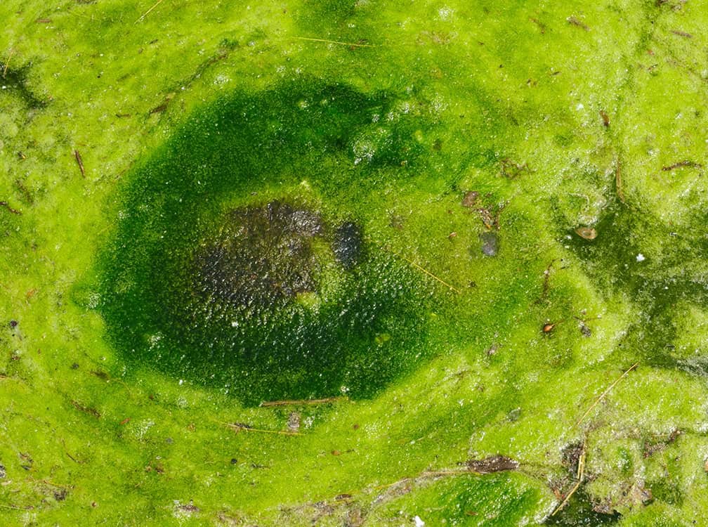 010326_horz-Pic 5 green swirl of algae growing on pond