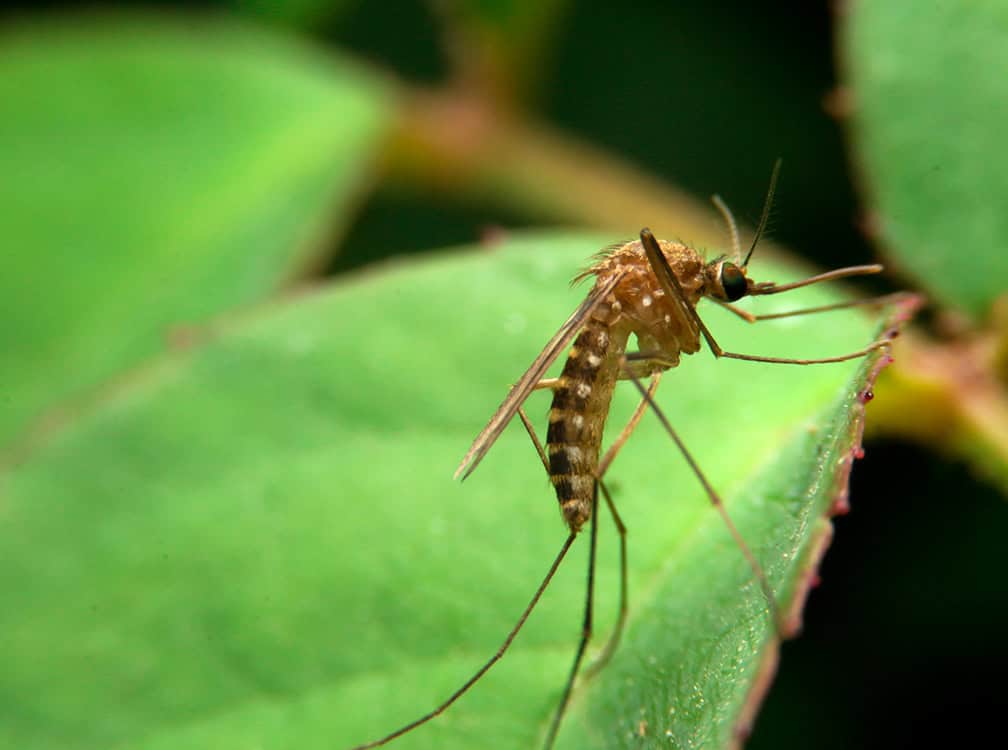 010326_horz-Pic 6 mosquito resting on green leaf