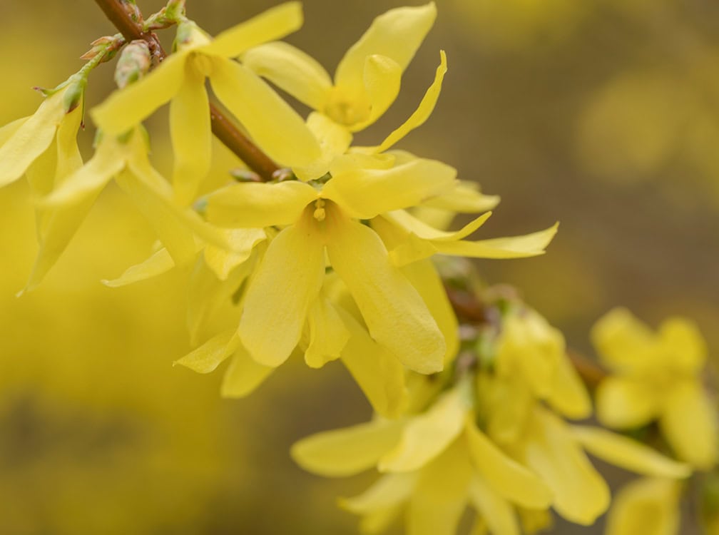 010326_horz-Pic 7 Soft yellow flowers blooming on branches