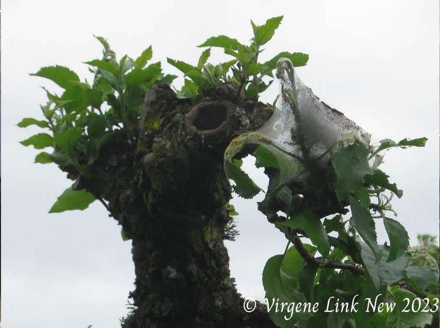 Izquierda: Daños tempranos de la oruga de la carpa en el manzano. Foto © Virgene Link-New