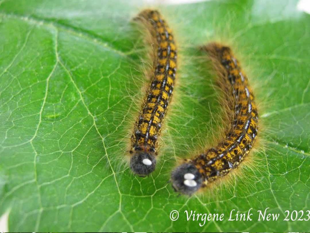 Izquierda: Orugas de carpa parasitadas.