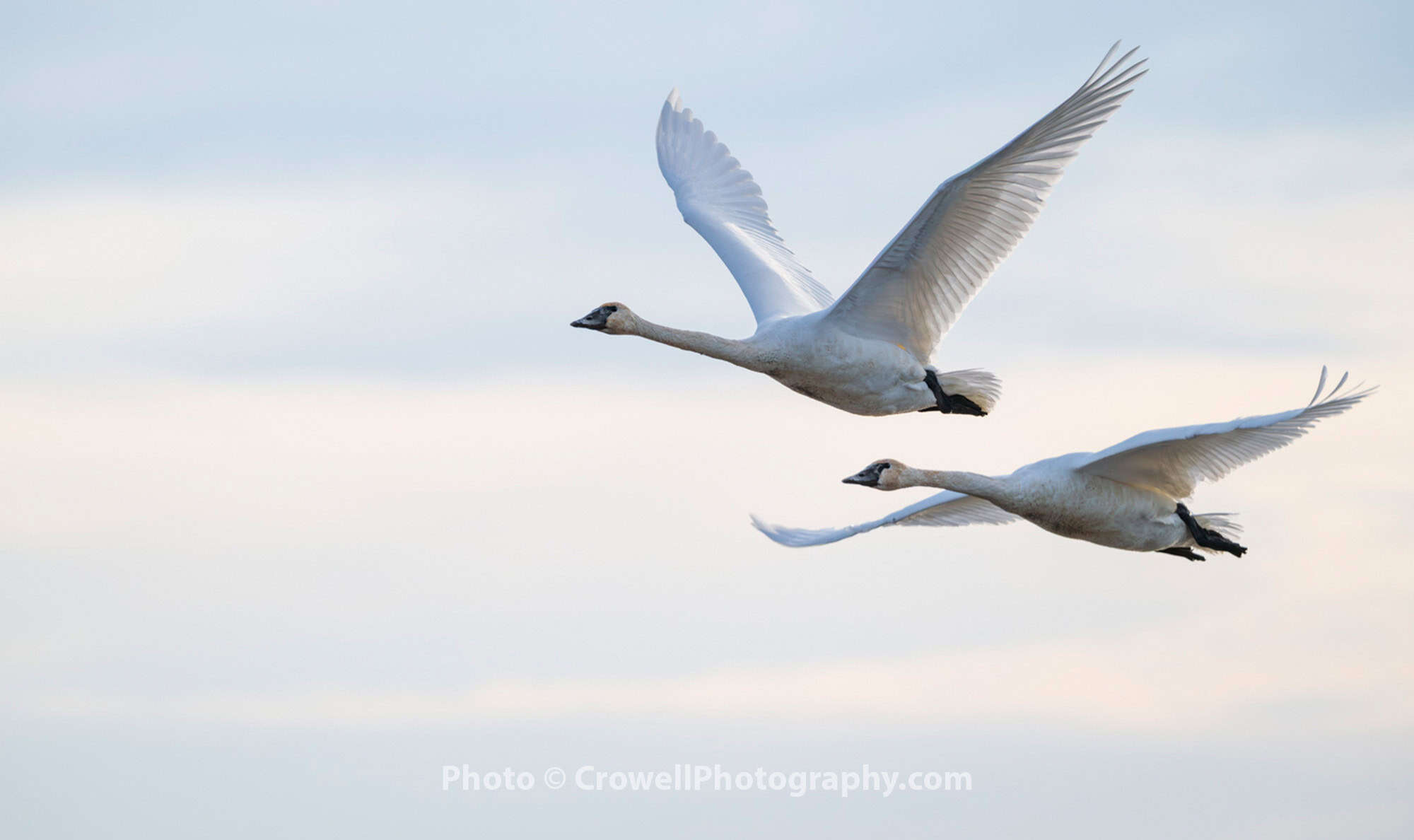 26-0103_Header large white birds flying together with winter sky in background