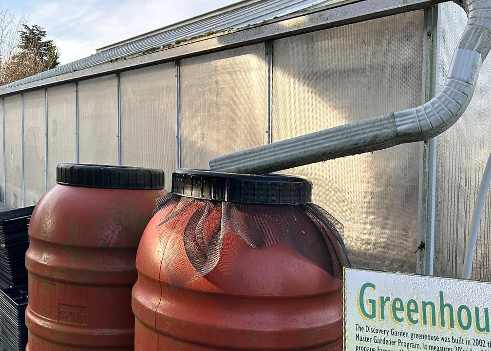 rain barrels with gutter downspout directed into top