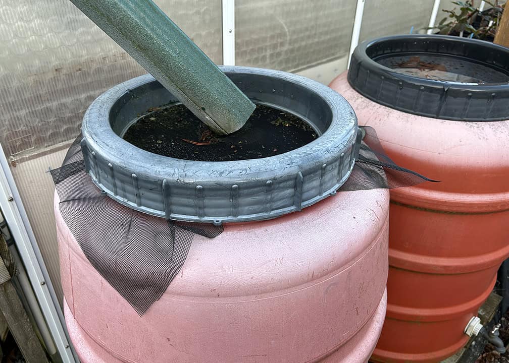 gutter drain spout directed to mesh covered rain barrel