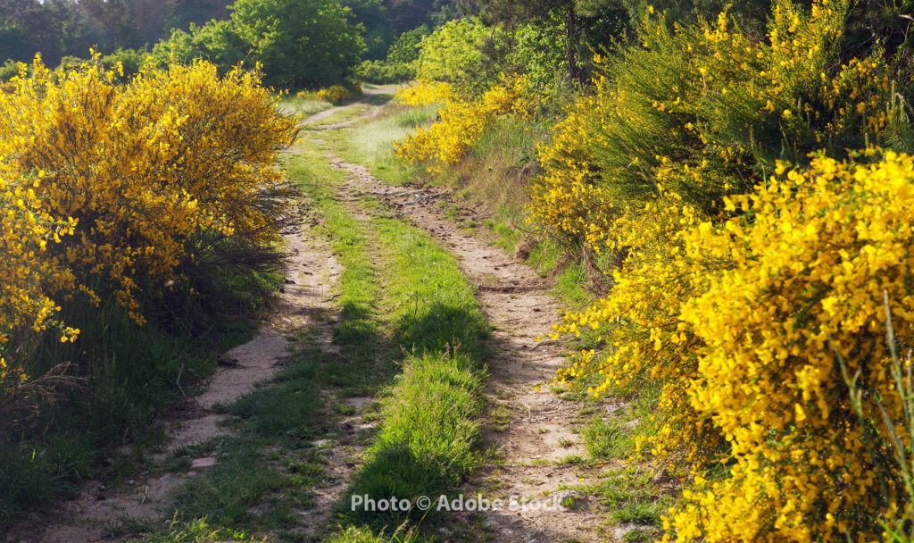 road through yellow bushes of scotch broom