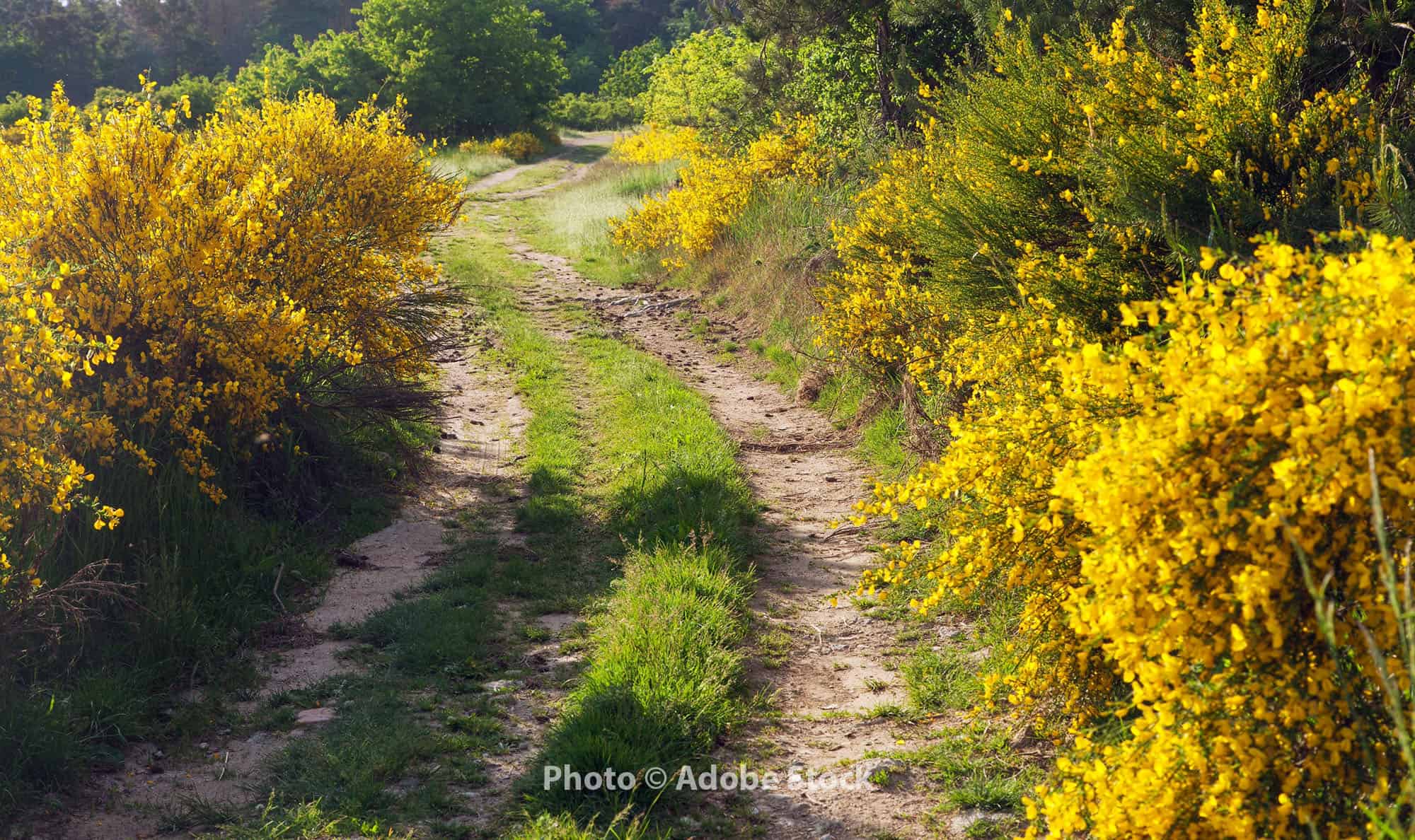 road through yellow bushes of scotch broom