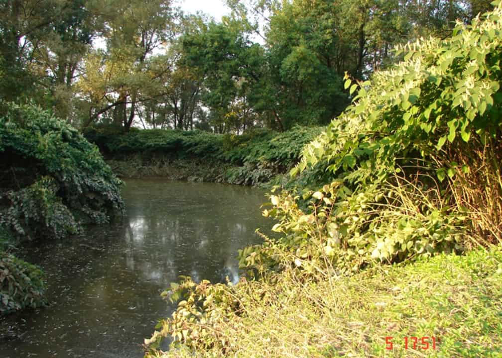 Japanese knotweed growing by creek