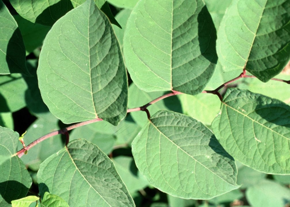 close up of green knotweed leaves