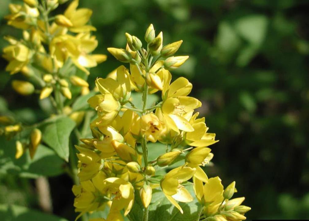 yellow flowers bracts on stalk