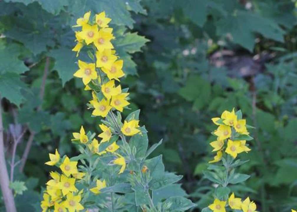 plant with yellow flowers on green stems