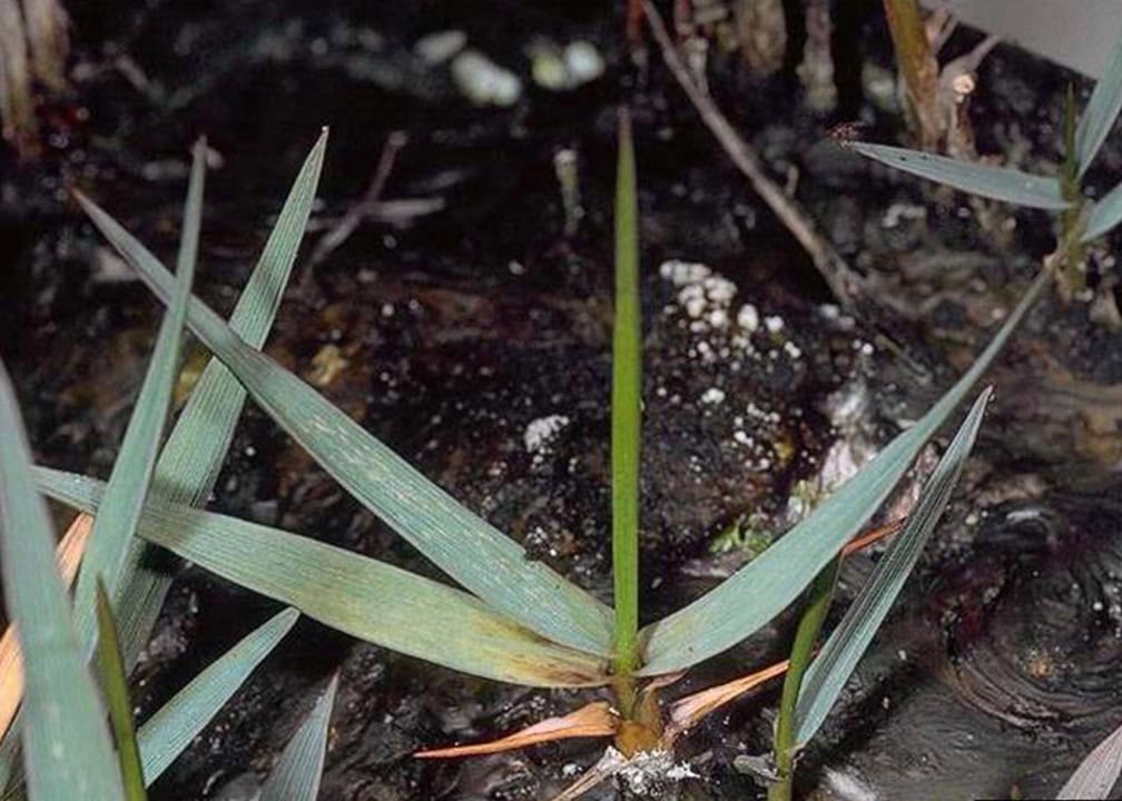 cordgrass in dirt