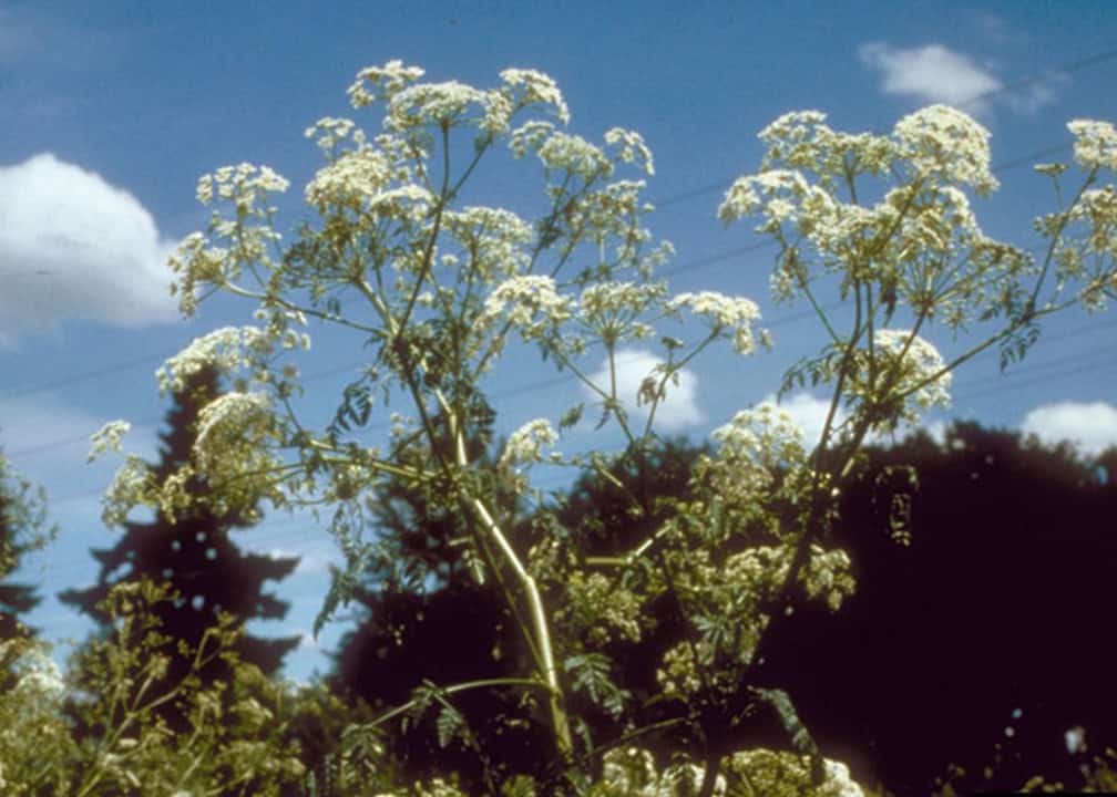 tall white blooms on stalks