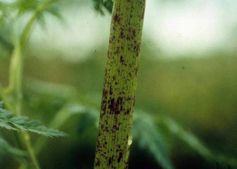 stalk with purple splotches