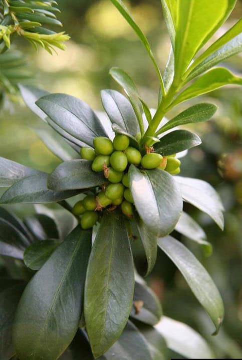 waxy green leaves with green berry clusters in center