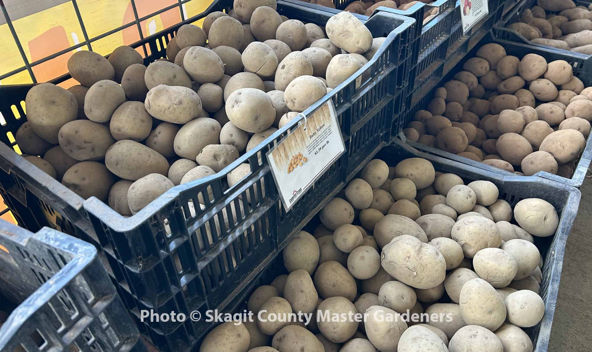 seed potatoes in bins for sale