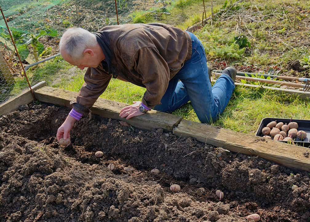 person planting potatoes in raised bed