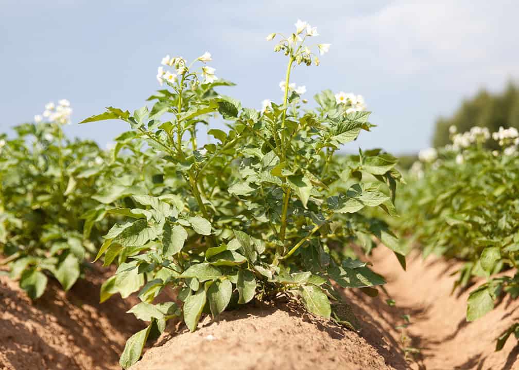 flowering potato plants on hilled mound