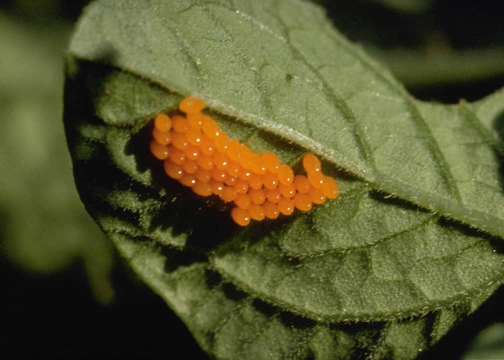 orange eggs on underside of potato leaf