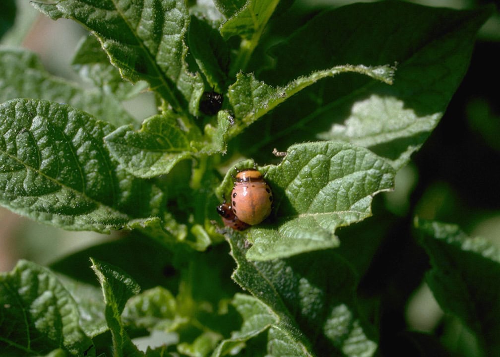 beetle eating potato leaves