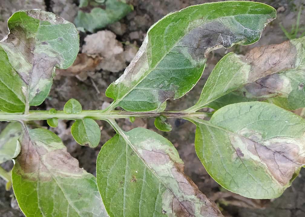 potato leaves with grey spots