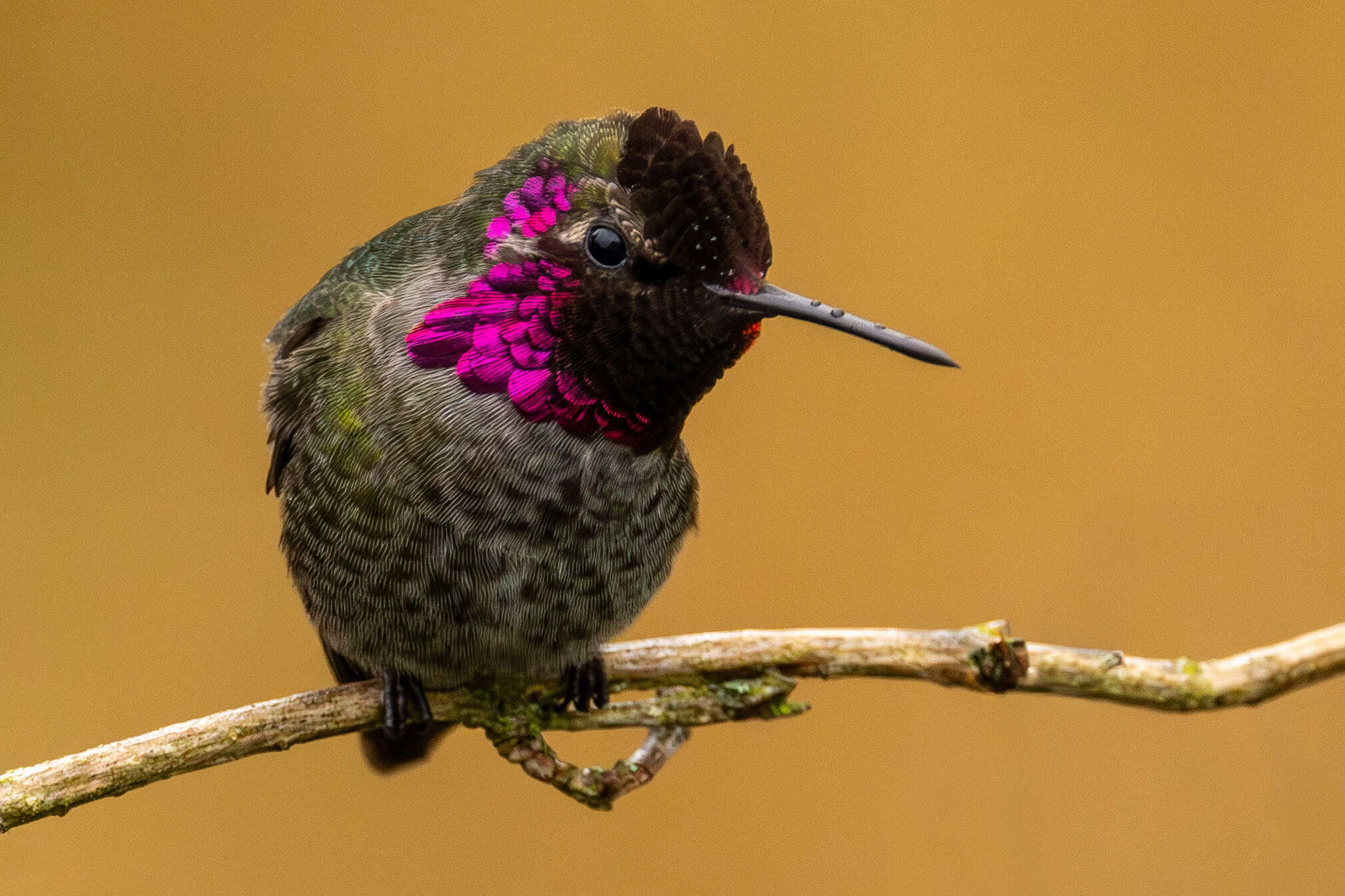 hummingbird on branch