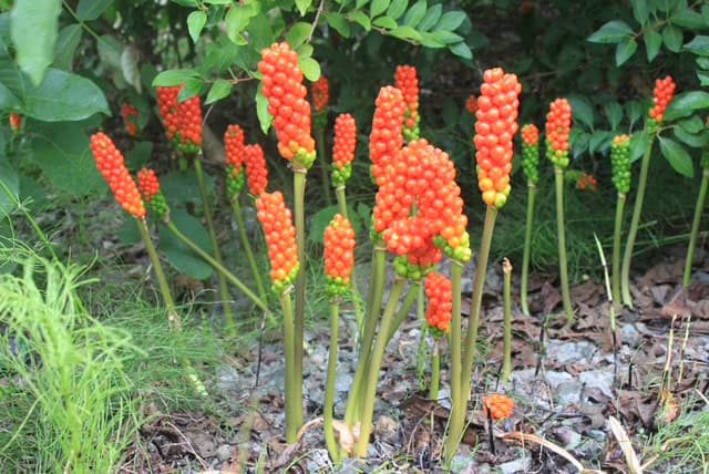 green stalks with orange and red berries clustered at top