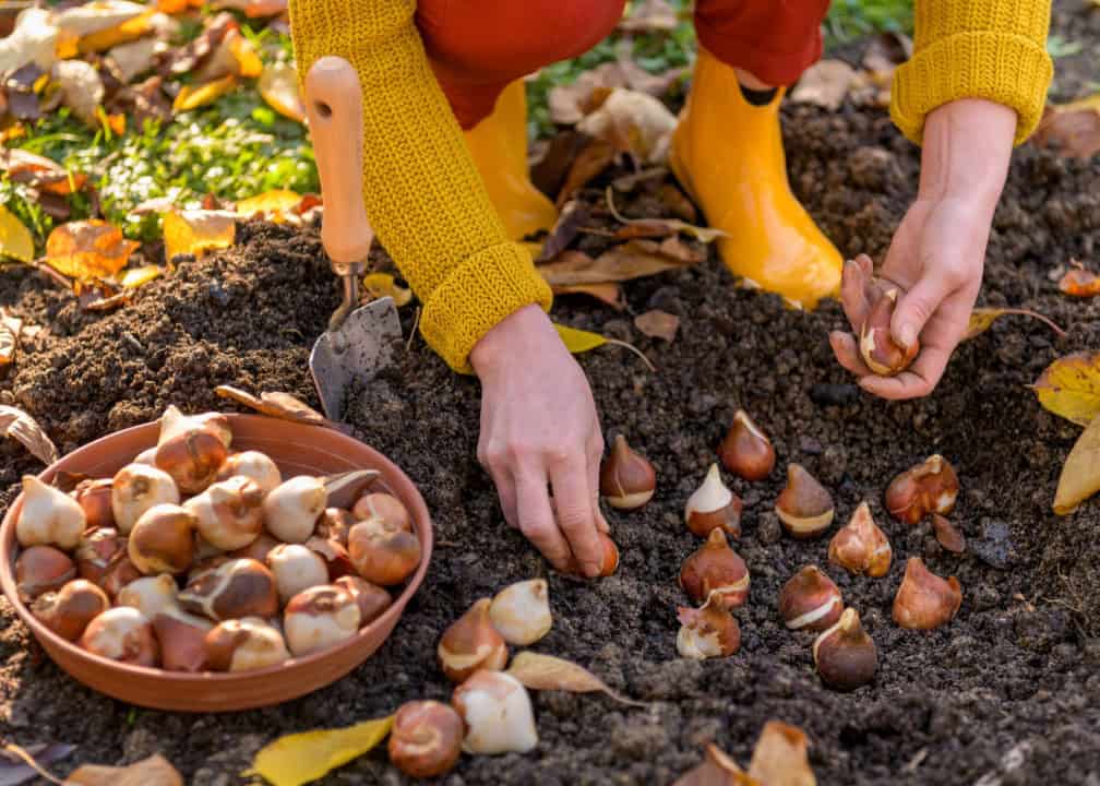 person planting tulip bulbs in soil