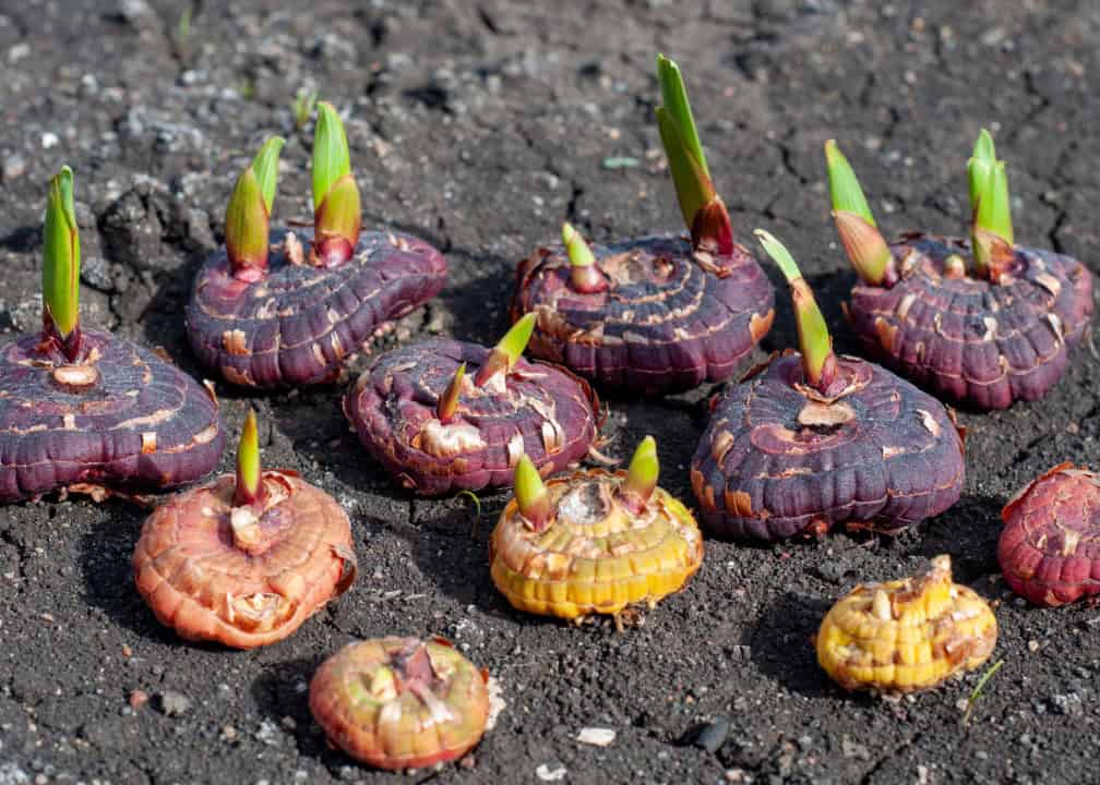gladiolus corms with green buds