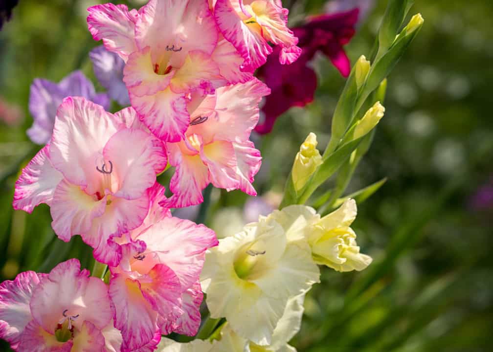 gladiolus in bloom