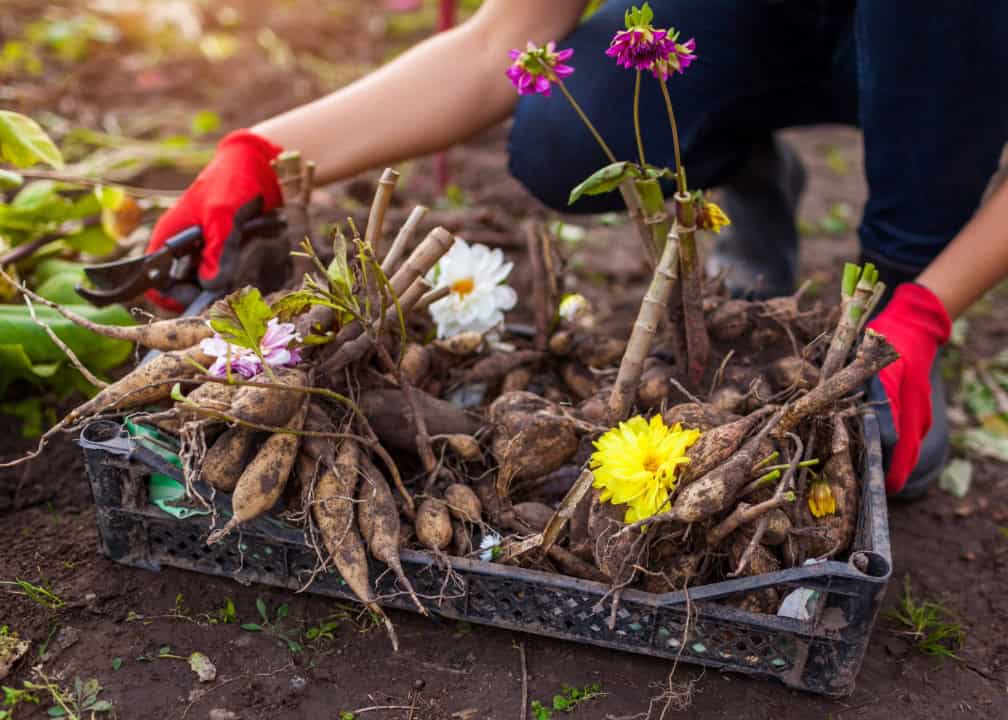 tuberous roots of dahlias in basket