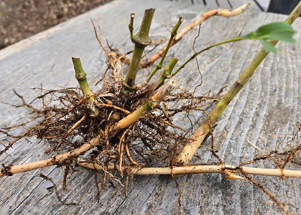 bamboo rhizomes