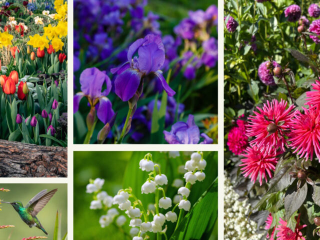 Bulbs, corms, rhizomes, and tubers