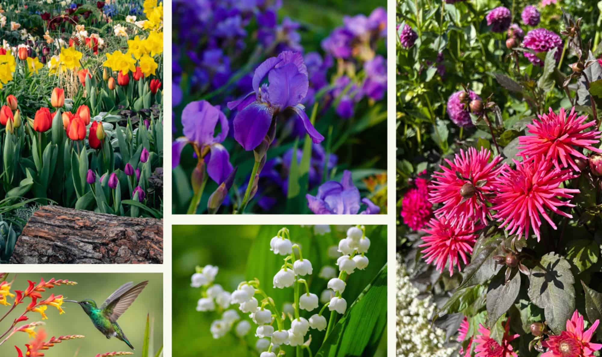 Photos © Skagit Master Gardener Foundation and Adobe Stock