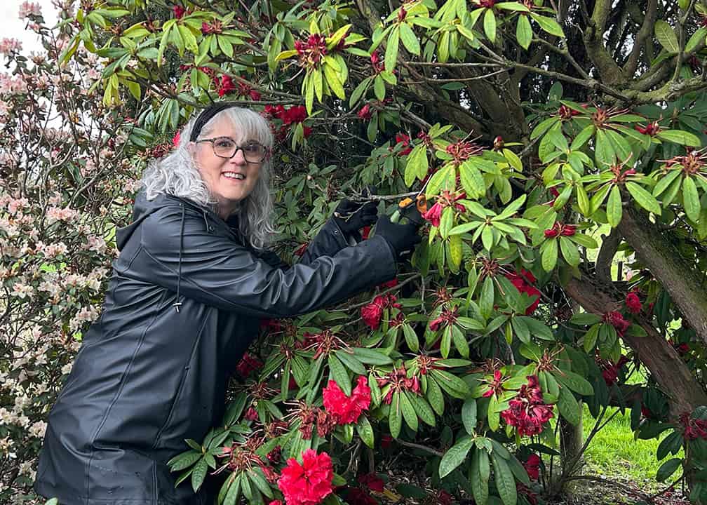 woman pruning rhododendron