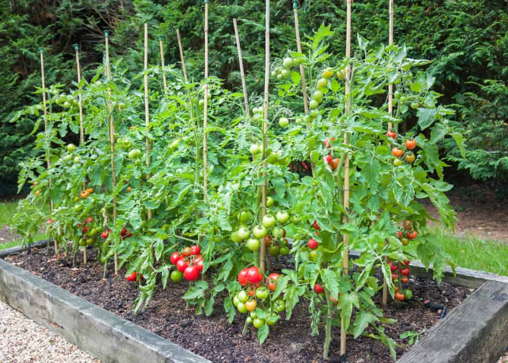 tomato plants growing in raised bed