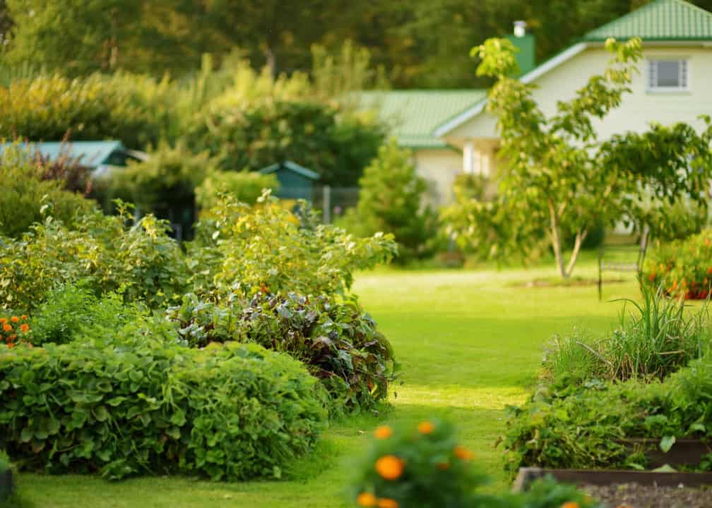 expansive yard