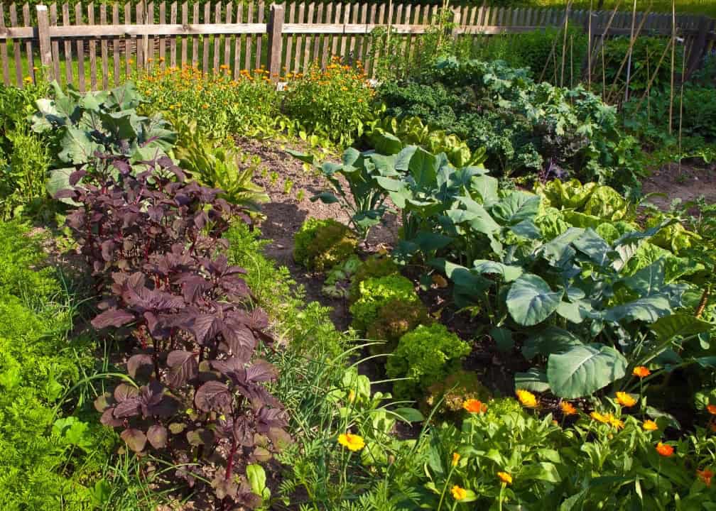 vegetables growing in rows of a garden