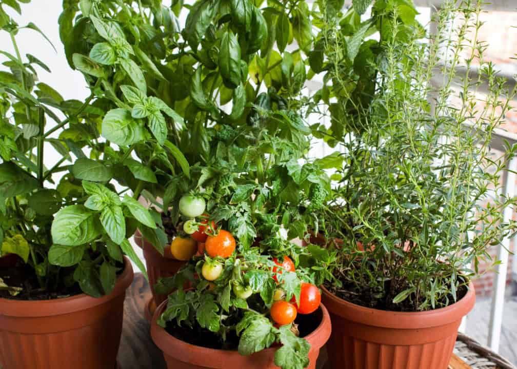 tomatoes and basil growing in pots by a window