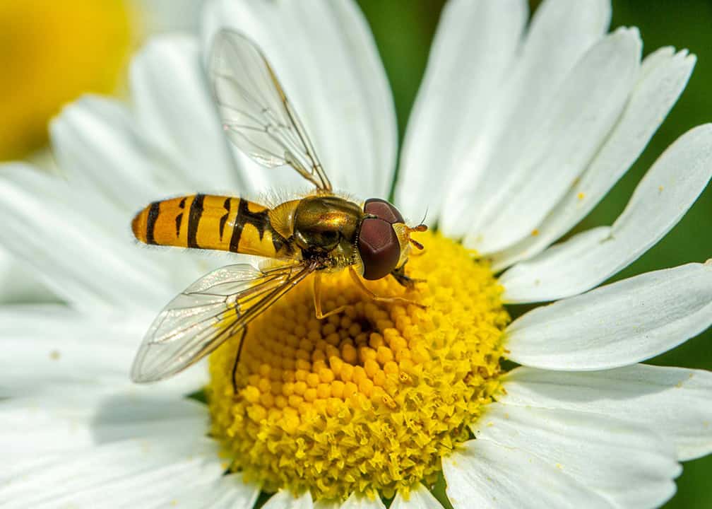overfly on daisy