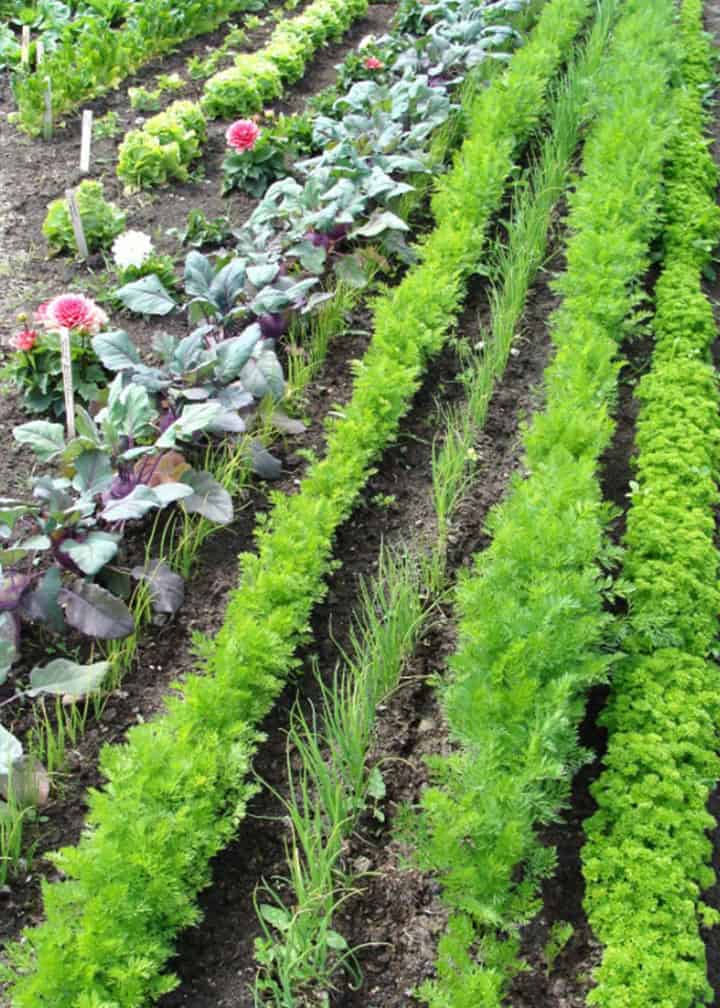 rows of carrots, chives growing in garden